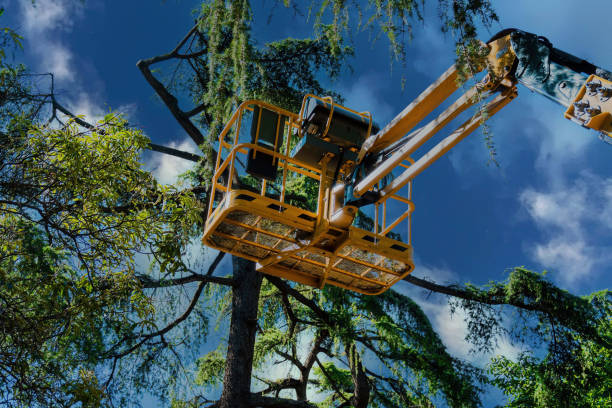 Professional Tree Services in Blanco, TX